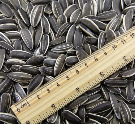 新作の紫陽花種 中国産の卸売品 T5 210-220 高級生 20/25kg pp 織物袋 包装 日焼け乾燥セット