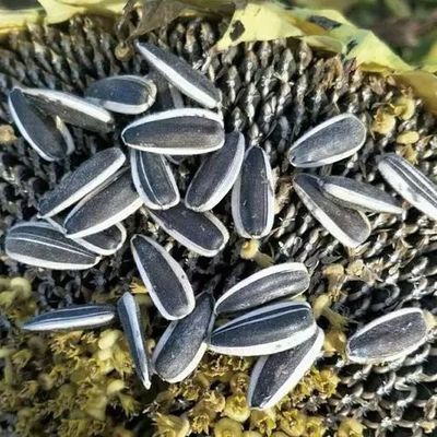 おいしい 塩漬け の 焼いた 日焼け 花 の 種 5009